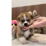 Linda Akita Inu Fmea Vermelha! (c/ Pedigree, Microchip E Excelente Porte!)