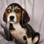 Filhote De Beagle Fmea