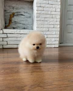 Macho e Fmea Pomernia disponvel
