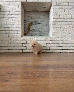 Macho e Fmea Pomernia disponvel