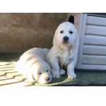 Venda Cachorro Golden Retriever com LOP e Afixo