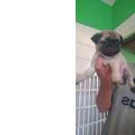 Pug E Shitzu