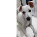Doao De Cachorro