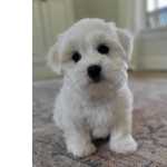 Coton de Tulear