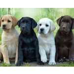 Labrador