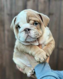 Bulldog Ingls