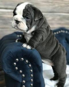 Bulldog Ingls