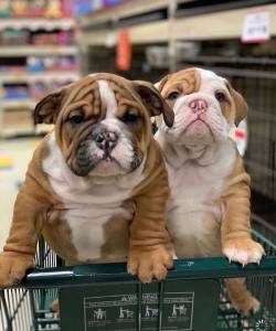 Bulldog Ingls