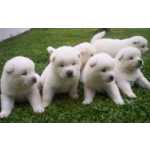 Akita Inu
