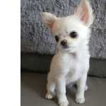 Chihuahua Companheiro Perfeito