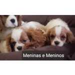 Cavalier King Charles Spaniel fmeas e machos