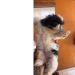 Filhote De Shih Tzu