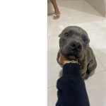 American Bully - Doao Responsvel.
