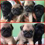 Filhotes De Raa Pug So Machinhos E Fmeas De Alto Padrao