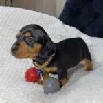 Filhote De Dachshund Miniatura