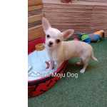 Chihhuahua Fmea Com 3 Meses E 15 Dias. Linhagem Russa Em 10x No Carto