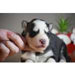 Filhote Husky Siberiano Fmea Black