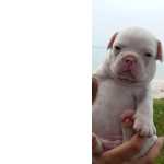 Bulldog Francs Fmea