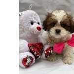 Shih Tzu Vacinados E Vermifugados - Garanta O Seu!!