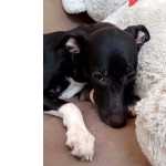Doao Fmea, Mix De Galgo, Cerca De 11 Meses, Vacinada E Castrada.