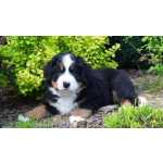 Bernese Mountain - Macho e Fmea