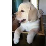 Lindos Labrador Macho E Fmea Filhotes Com Vacina E Pedigree