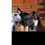 Lindos Pinscher Fmea E Machos