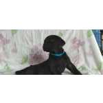Cane Corso Filhotes