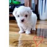 Malt�s - Macho e F�mea