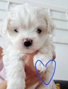 Malt�s - Macho e F�mea