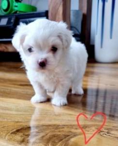 Malt�s - Macho e F�mea