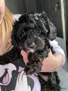 Poodle - Todas as cores