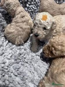 Poodle - Todas as cores