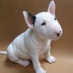 Bull Terrier - Macho e F�mea consultar cores