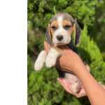 Beagle Tricolor ou Bicolor macho e f�mea dispon�vel