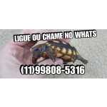 Filhotes tartaruga terrestre