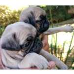 Pug Filhotes!