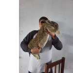 Coelho Gigante Flandres
