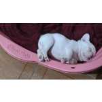 Bulldog Francs Lindo