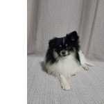 Procura-se Parceira para Cobertura