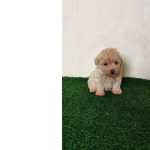 Poodle Toy