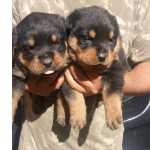 Rottweiler Filhotes Machos E Fmeas