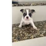 Bulldog Francs