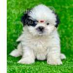 Shih Tzu O Especialista Em Transformar Dias Comuns Em Extraordinrios