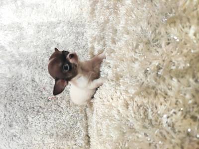 Chihuahua