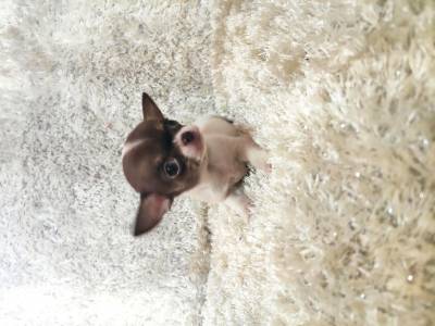 Chihuahua