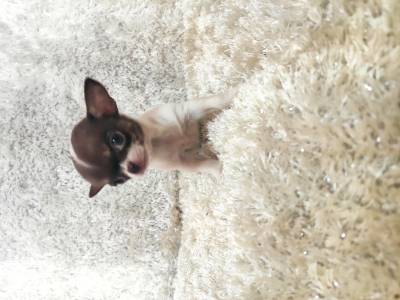 Chihuahua