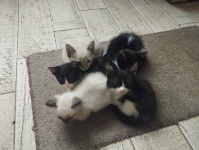 Dou gatinho sem raa de mae siamesa