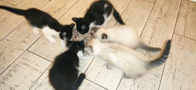 Dou gatinho sem raa de mae siamesa