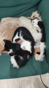 Dou gatinho sem raa de mae siamesa